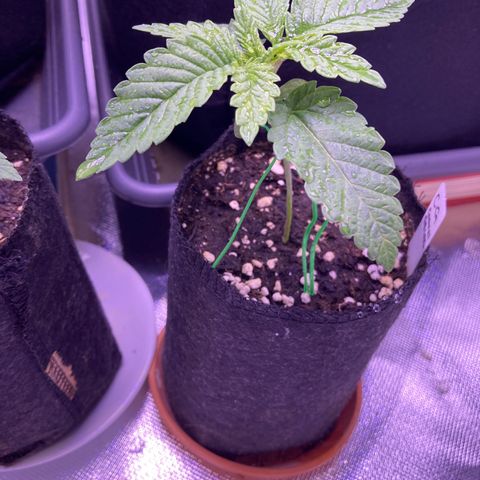 Cookie growlog timeline photo