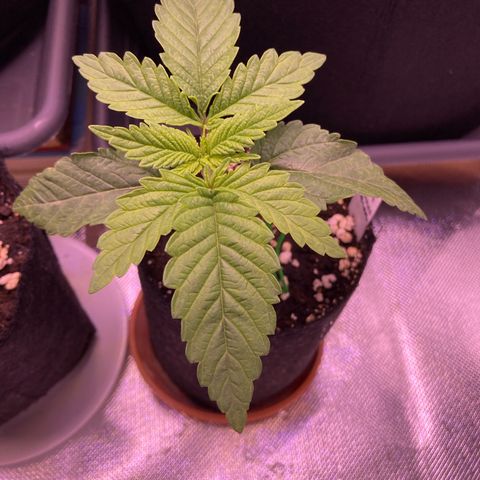 Cookie growlog timeline photo