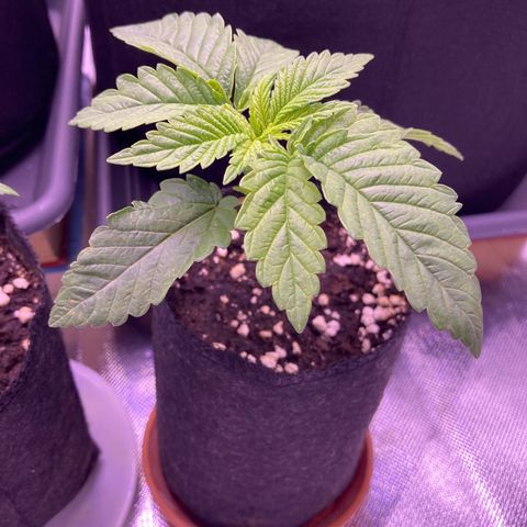 Cookie growlog timeline photo