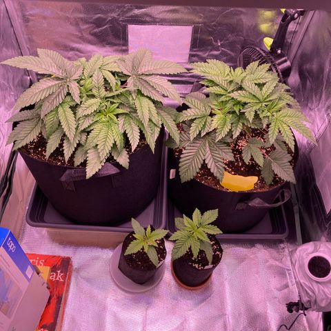 Cookie growlog timeline photo