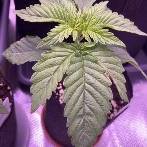 Cookie growlog timeline photo
