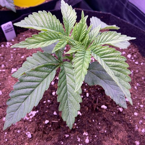 Cookie growlog timeline photo
