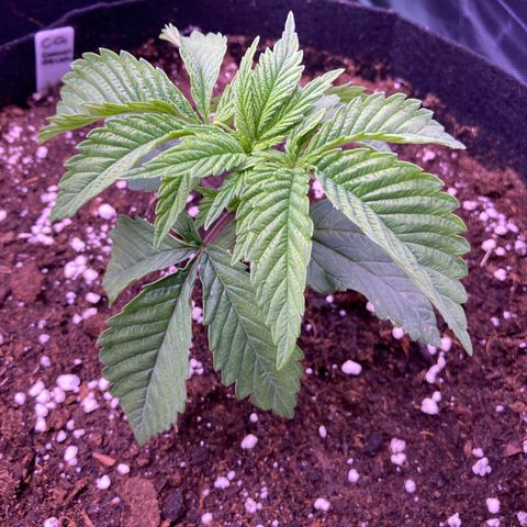 Cookie growlog timeline photo
