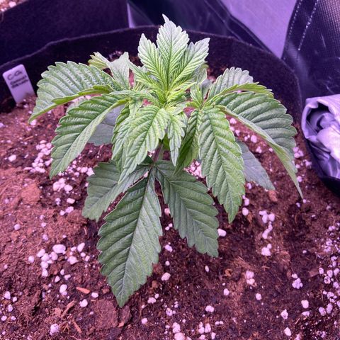 Cookie growlog timeline photo