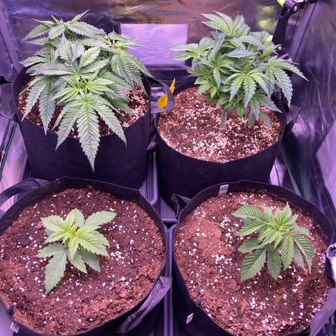 Cookie growlog timeline photo
