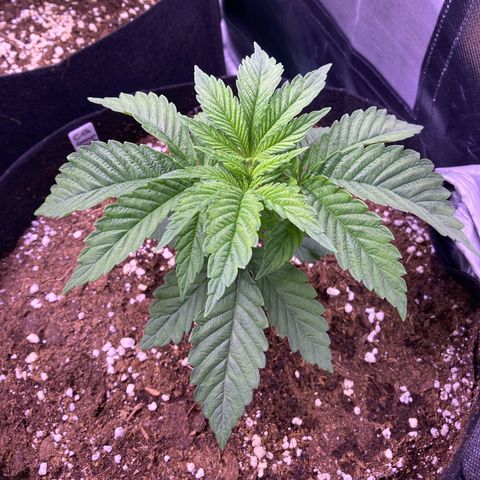 Cookie growlog timeline photo