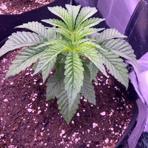 Cookie growlog timeline photo