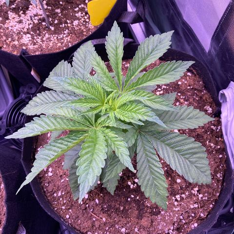 Cookie growlog timeline photo