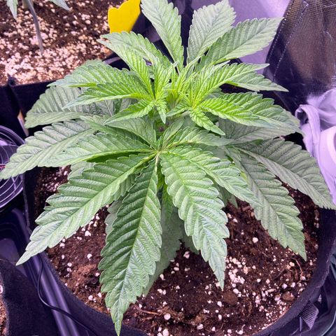 Cookie growlog timeline photo