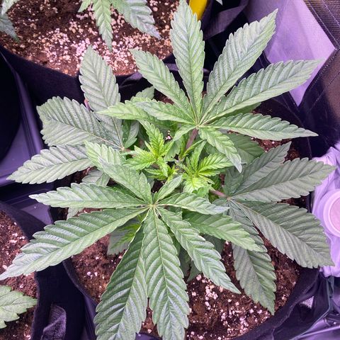 Cookie growlog timeline photo