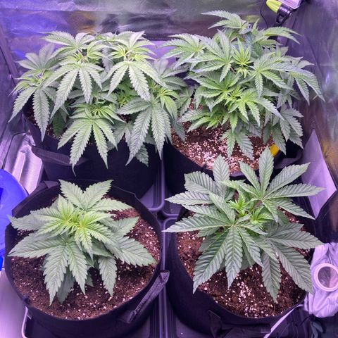 Cookie growlog timeline photo