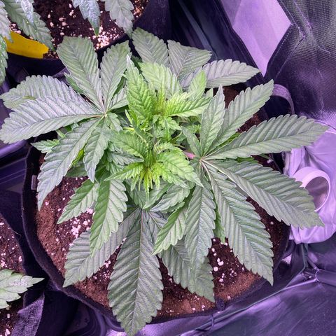 Cookie growlog timeline photo
