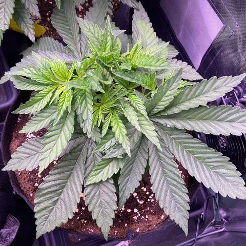 Cookie growlog timeline photo