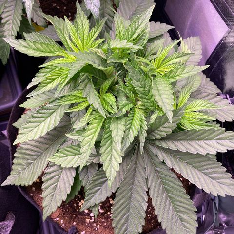 Cookie growlog timeline photo