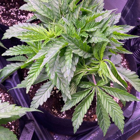 Cookie growlog timeline photo