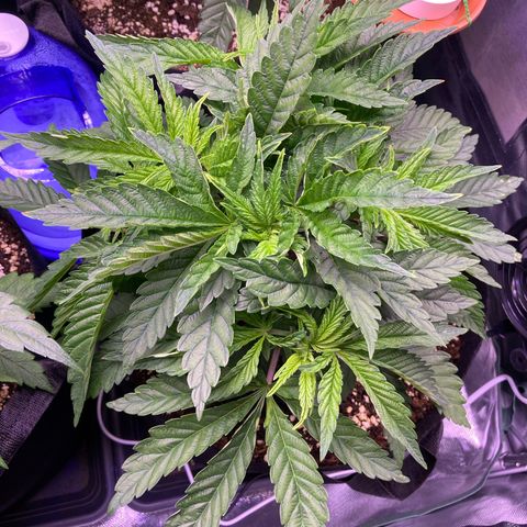 Cookie growlog timeline photo