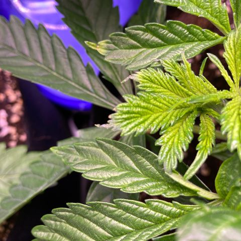Cookie growlog timeline photo