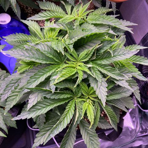 Cookie growlog timeline photo