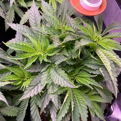 Cookie growlog timeline photo