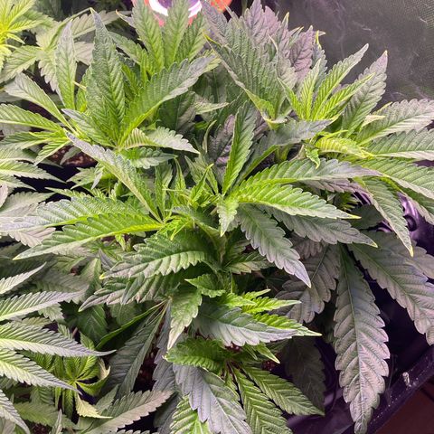 Cookie growlog timeline photo