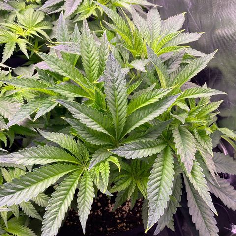 Cookie growlog timeline photo