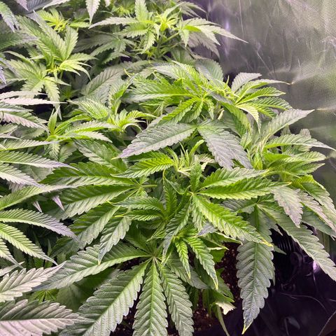 Cookie growlog timeline photo