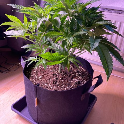 Cookie growlog timeline photo
