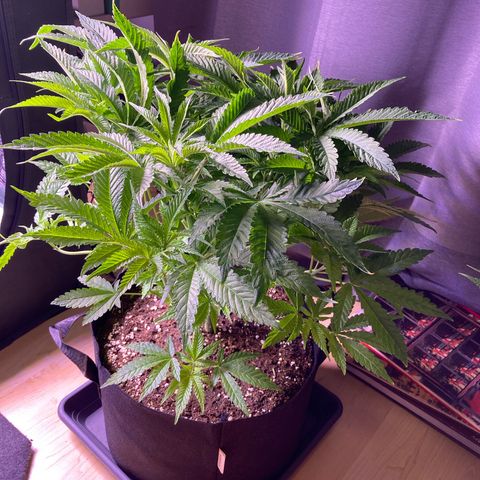 Cookie growlog timeline photo