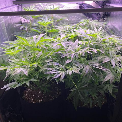 Cookie growlog timeline photo