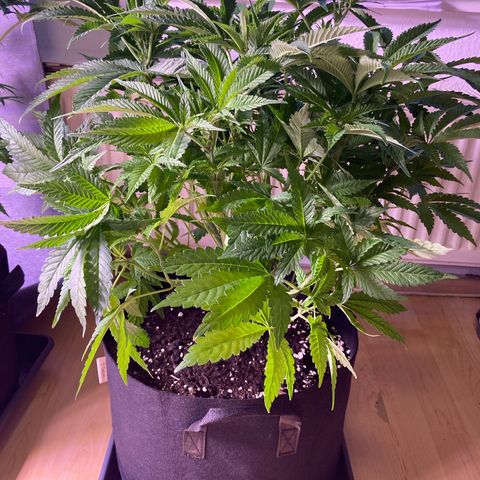Cookie growlog timeline photo