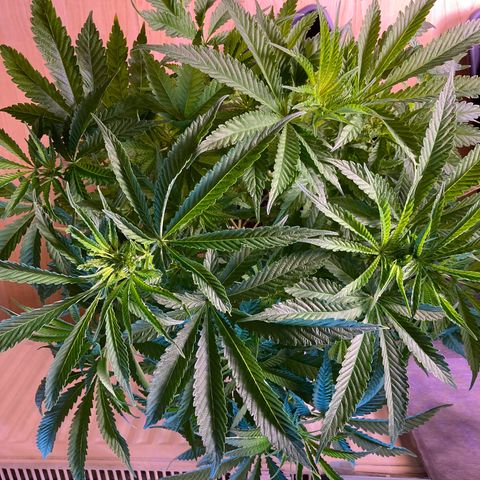 Cookie growlog timeline photo