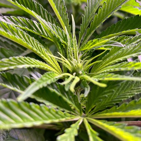 Cookie growlog timeline photo