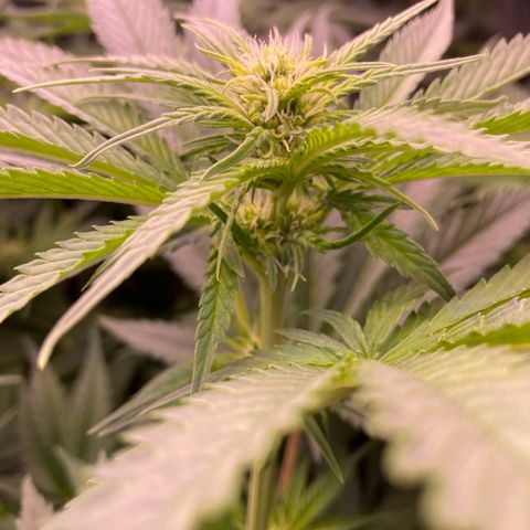 Cookie growlog timeline photo
