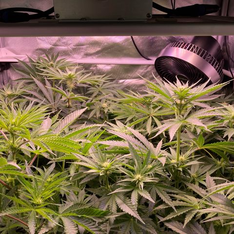 Cookie growlog timeline photo