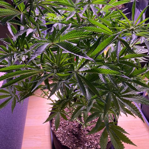 Cookie growlog timeline photo