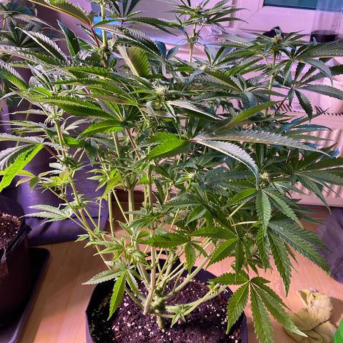 Cookie growlog timeline photo