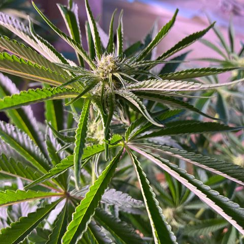 Cookie growlog timeline photo