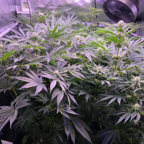Cookie growlog timeline photo