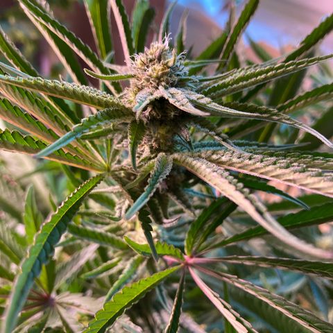 Cookie growlog timeline photo