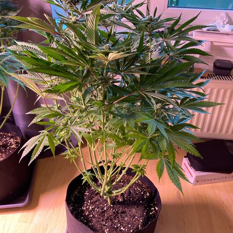 Cookie growlog timeline photo