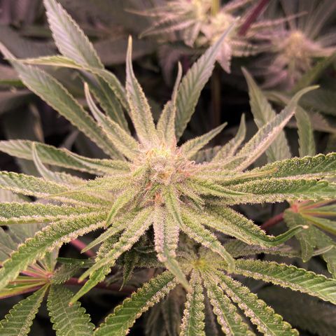 Cookie growlog timeline photo