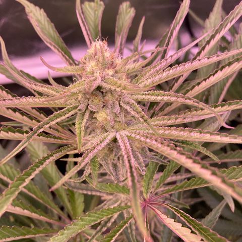 Cookie growlog timeline photo