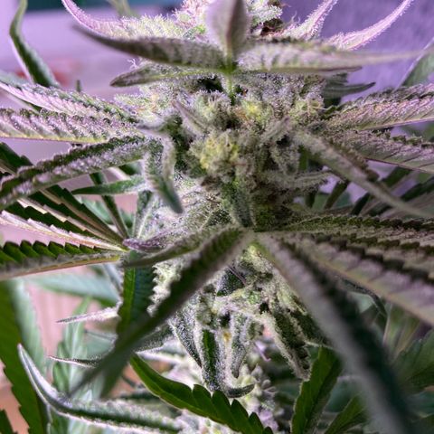 Cookie growlog timeline photo