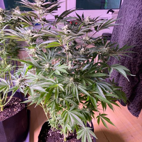 Cookie growlog timeline photo