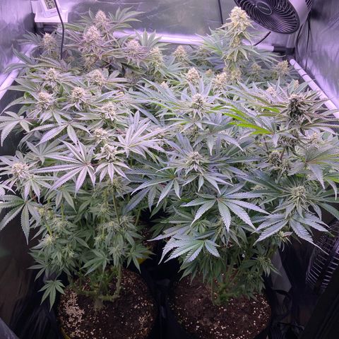 Cookie growlog timeline photo