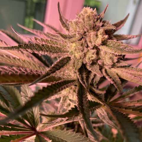 Cookie growlog timeline photo