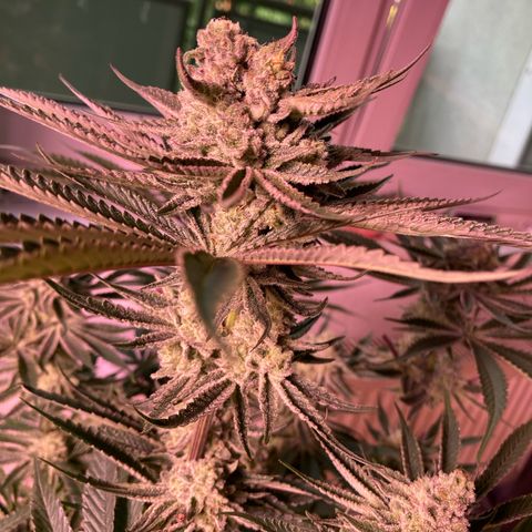 Cookie growlog timeline photo