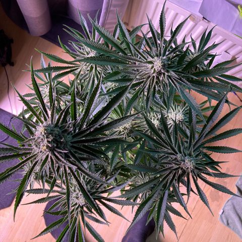 Cookie growlog timeline photo