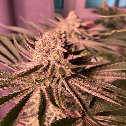 Cookie growlog timeline photo