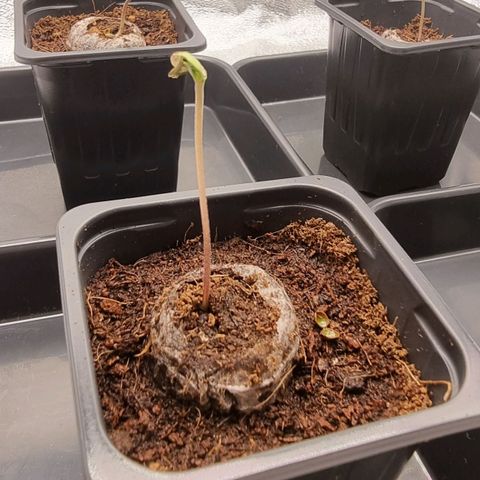 Hera growlog photo: Se añade planta (segunda germ)